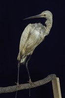 藏品(小白鷺)的圖片